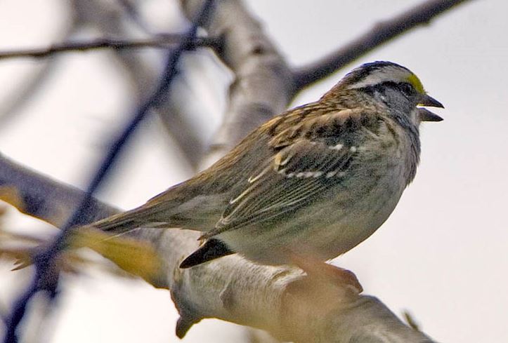 White-throated sparrow, Maine, Boothbay Register